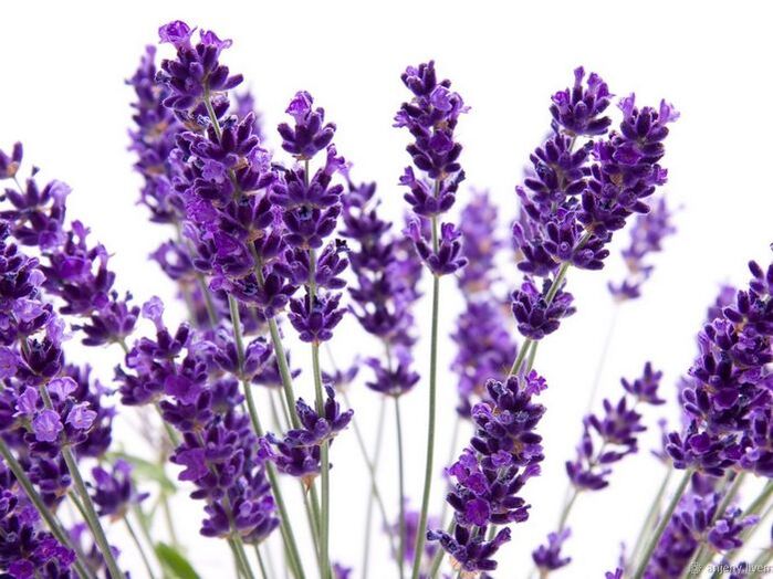 Composición de crema Varicone lavanda angustifolia
